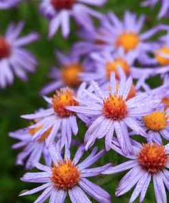 Superstar Aster Collection -Outdoor Garden Care Shop professor kippenberg aster cropped