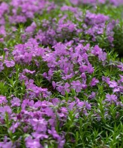 Purple Beauty Creeping Phlox 11 Purple Beauty Creeping Phlox -Outdoor Garden Care Shop purple beauty creeping phlox groundcover 1
