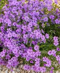 Purple Beauty Creeping Phlox