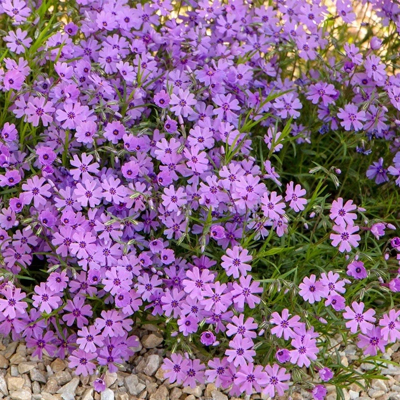Purple Beauty Creeping Phlox 3 Purple Beauty Creeping Phlox