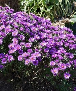 Purple Dome New England Aster -Outdoor Garden Care Shop purple dome ne aster 3