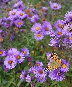 Purple Dome New England Aster -Outdoor Garden Care Shop purple dome ne aster 4