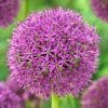 Purple Suze Allium -Outdoor Garden Care Shop purple suze allium fall flower bulb
