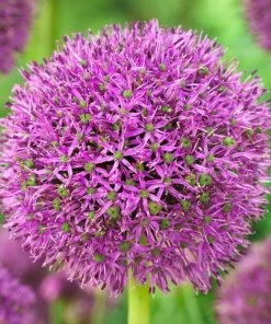 Purple Suze Allium
