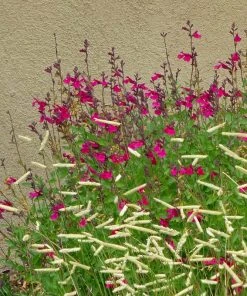 Raspberry Delight® Salvia -Outdoor Garden Care Shop rasberry delight hybrid bush sage withornamentalgrass
