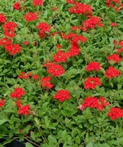 Red Devil Perennial Verbena 7 Red Devil Perennial Verbena -Outdoor Garden Care Shop red devils perennials verbena 2