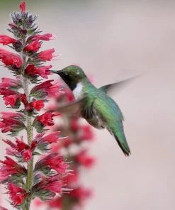 Red Feathers (Echium) -Outdoor Garden Care Shop red feathers 1