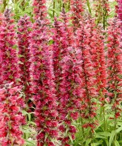 Red Feathers (Echium) -Outdoor Garden Care Shop red feathers 2