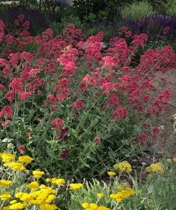 Red Valerian (Centranthus) 9 Red Valerian (Centranthus) -Outdoor Garden Care Shop red valerian 1