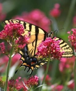 Red Valerian (Centranthus) 8 Red Valerian (Centranthus) -Outdoor Garden Care Shop red valerian 2