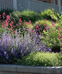 Red Valerian (Centranthus)