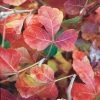 Gro-Low Sumac (Rhus) 1 Gro-Low Sumac (Rhus) -Outdoor Garden Care Shop rhus aromatica gro low