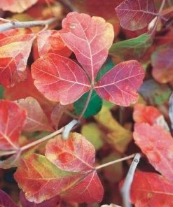 Gro-Low Sumac (Rhus)