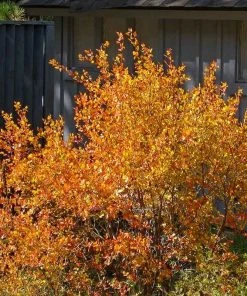 Three-Leaf Sumac (Rhus)