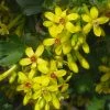 Crandall's Clove Scented Currant (Ribes) -Outdoor Garden Care Shop ribes odoratum crandali blossoms