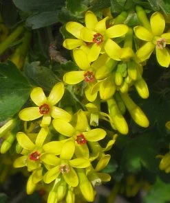 Crandall's Clove Scented Currant (Ribes)