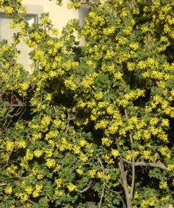Crandall's Clove Scented Currant (Ribes) -Outdoor Garden Care Shop ribes odoratum crandali close up of flwr