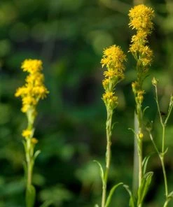 Rocky Mountain Goldenrod (Solidago)