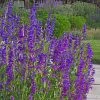 Rocky Mountain Penstemon -Outdoor Garden Care Shop rocky mountain penstemon strictu