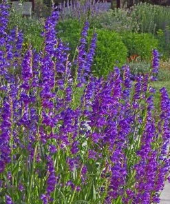 Rocky Mountain Penstemon