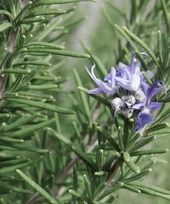 Hill's Hardy Rosemary