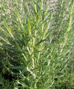 Outdoor Garden Care Shop -Outdoor Garden Care Shop rosemary rosmarinus officinalis arp close up