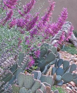 Rosita Agastache -Outdoor Garden Care Shop rosita agastache garden cactus