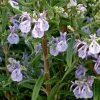Alcalde Cold Hardy Rosemary -Outdoor Garden Care Shop rosmarinus officinalis alcalde cold hardy close up web