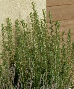 Outdoor Garden Care Shop -Outdoor Garden Care Shop rosmarinus officinalis alcalde cold hardy lavandula silver frost web