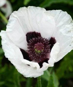 Oriental Poppy Collection (Papaver) 8 Oriental Poppy Collection (Papaver) -Outdoor Garden Care Shop royal wedding oriental poppy papaver walters gardens cropped