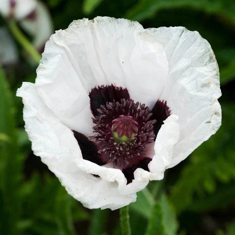 Oriental Poppy Collection (Papaver) 5 Oriental Poppy Collection (Papaver) - Image 3
