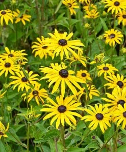 Butterfly Paradise Pre-Planned Cottage Garden 16 Butterfly Paradise Pre-Planned Cottage Garden -Outdoor Garden Care Shop rudbeckia fulgida goldsturm yellow blooms