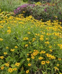 Deam's Black Eyed Susan