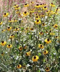 Blackjack Gold Black Eyed Susan