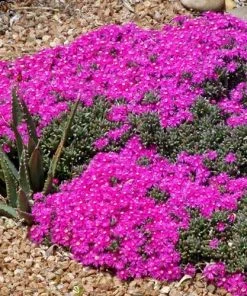 Creeping Shrubby Ice Plant (Ruschia) 7 Creeping Shrubby Ice Plant (Ruschia) -Outdoor Garden Care Shop ruschia pulvinaris 83750