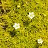 Scotch Moss (Sagina) 1 Scotch Moss (Sagina) -Outdoor Garden Care Shop sagina subulata aurea 1