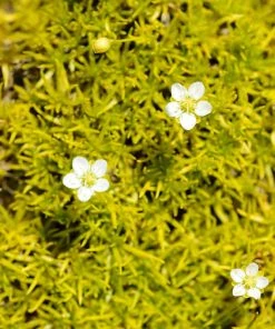 Scotch Moss (Sagina)