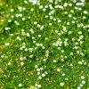 Green Irish Moss (Sagina) 1 Green Irish Moss (Sagina) -Outdoor Garden Care Shop sagina subulata irish moss 1