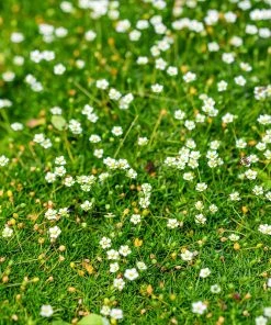 Green Irish Moss (Sagina)