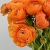Salmon Ranunculus 1 Salmon Ranunculus -Outdoor Garden Care Shop salmon tecolote ranuncuclus orange 1
