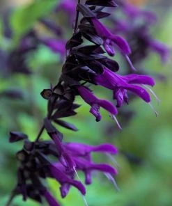 Outdoor Garden Care Shop -Outdoor Garden Care Shop salvia amistad friendship sage