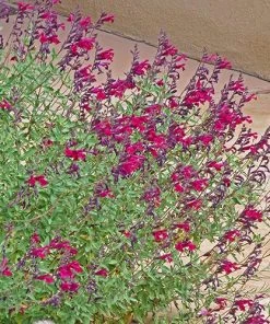 Burgundy Seduction Salvia 9 Burgundy Seduction Salvia -Outdoor Garden Care Shop salvia burgundy seduction