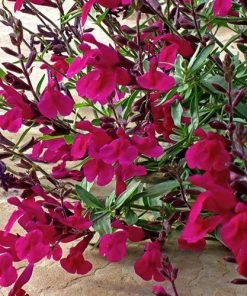 Burgundy Seduction Salvia 8 Burgundy Seduction Salvia -Outdoor Garden Care Shop salvia burgundy seduction1