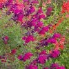 Cold Hardy Rainbow Salvia Collection -Outdoor Garden Care Shop salvia burgundy seduction 1
