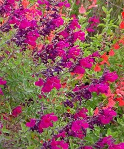Cold Hardy Rainbow Salvia Collection