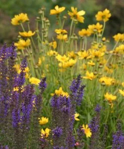 High Country Meadow Native Wildflower Seed Mix -Outdoor Garden Care Shop salvia coreopsis meadow