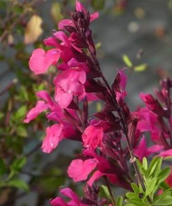 Cold Hardy Rainbow Salvia Collection 19 Cold Hardy Rainbow Salvia Collection -Outdoor Garden Care Shop salvia greggii cold hardy pink