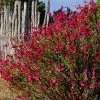 Furman's Red Texas Salvia -Outdoor Garden Care Shop salvia greggii furmans red flowers