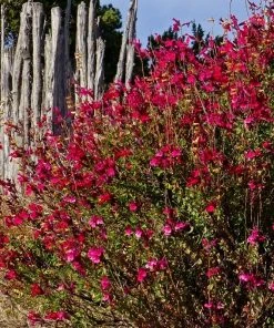 Furman's Red Texas Salvia