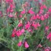 FlowerKisser® Coral-Pink Salvia -Outdoor Garden Care Shop salvia greggii wwg003 flowerkisser coral pink sage cropped 3